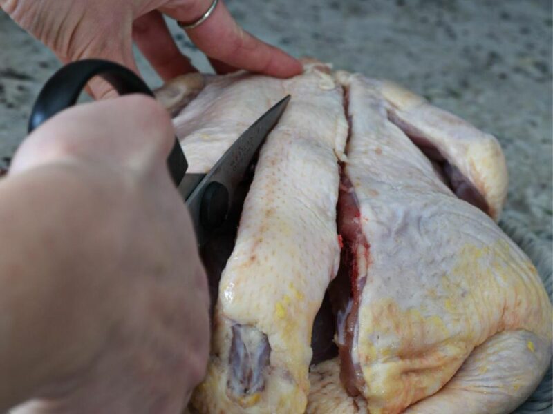 how to spatchcock a chicken A hand holding scissors cutting out the backbone of a whole chicken